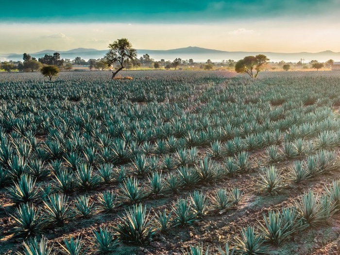 tequila-agave-field