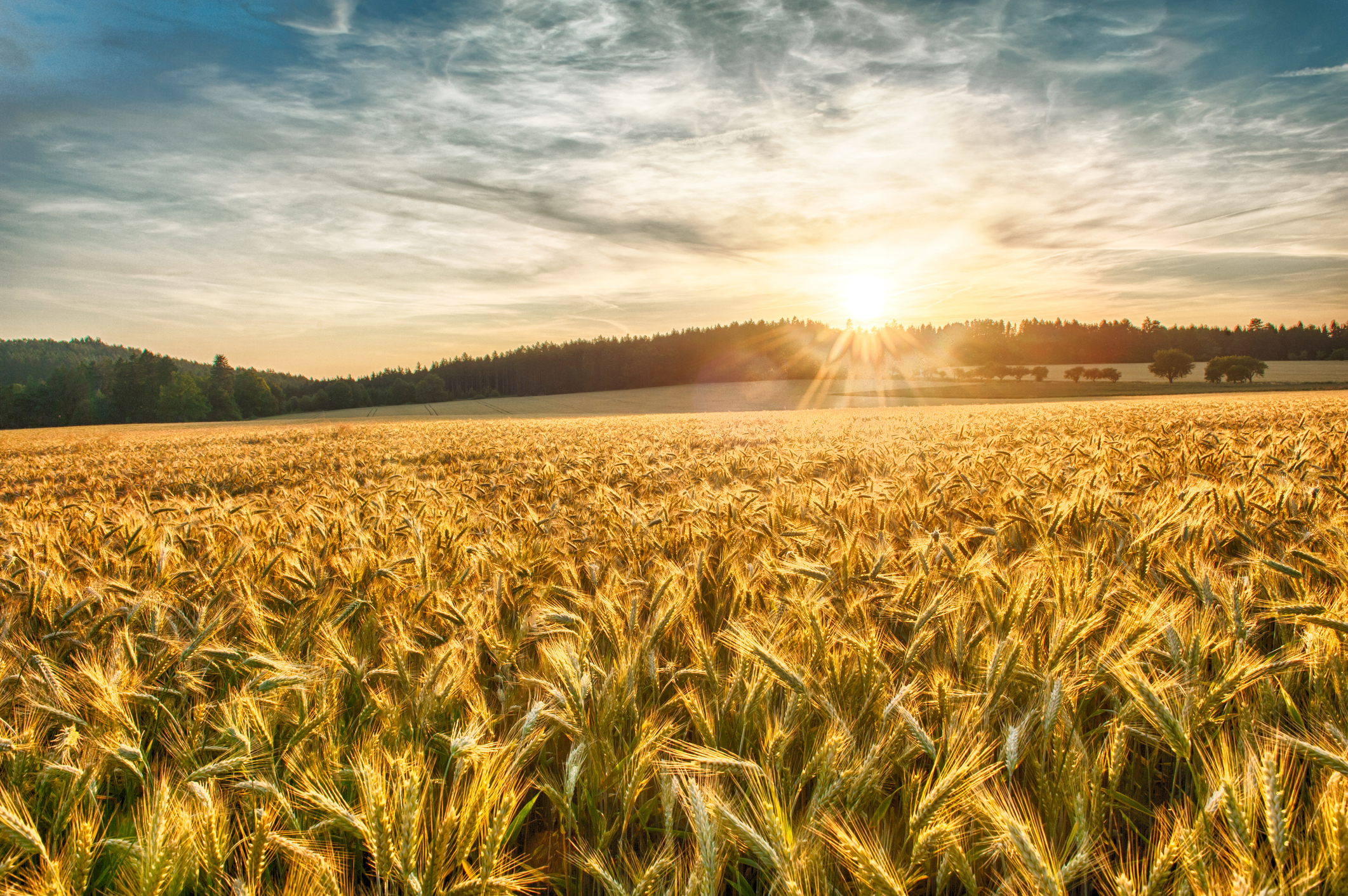 Rural scene of sun setting over the barley field