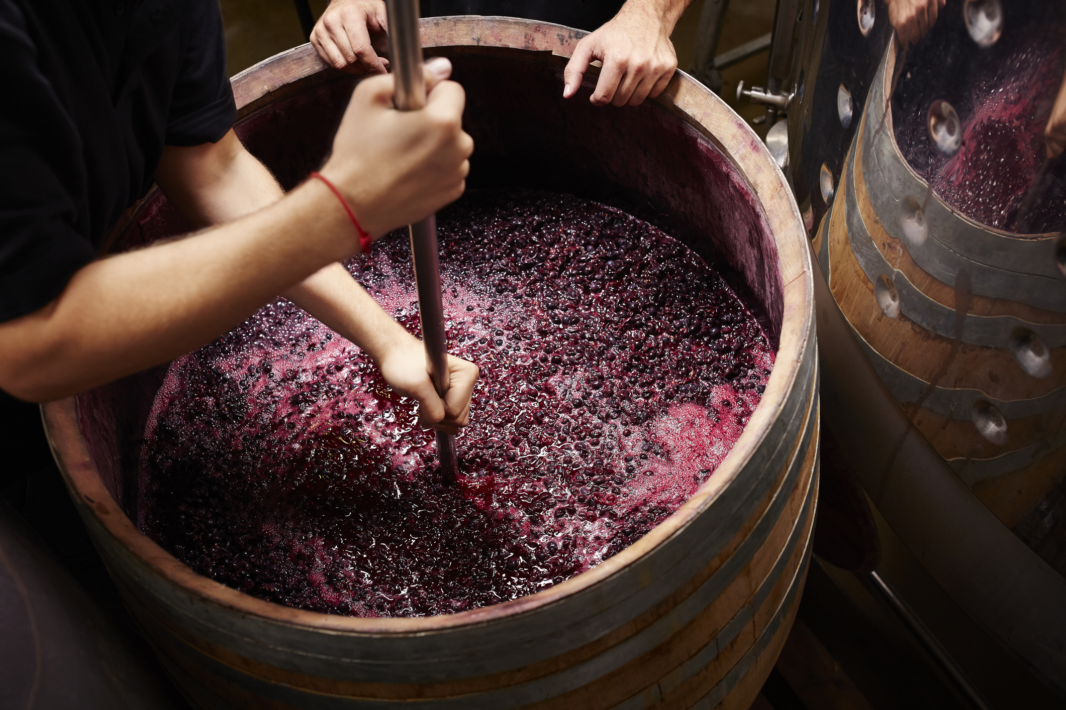 Winery workers treading grapes to create red wine